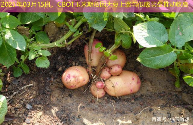 2025年03月15日，CBOT玉米期货因大豆上涨与低吸买盘推动收高
