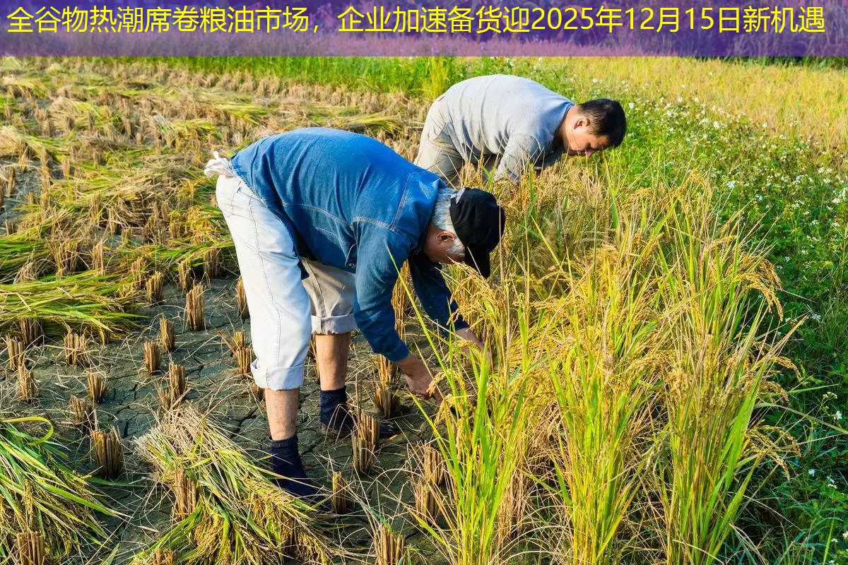 全谷物热潮席卷粮油市场，企业加速备货迎2025年12月15日新机遇