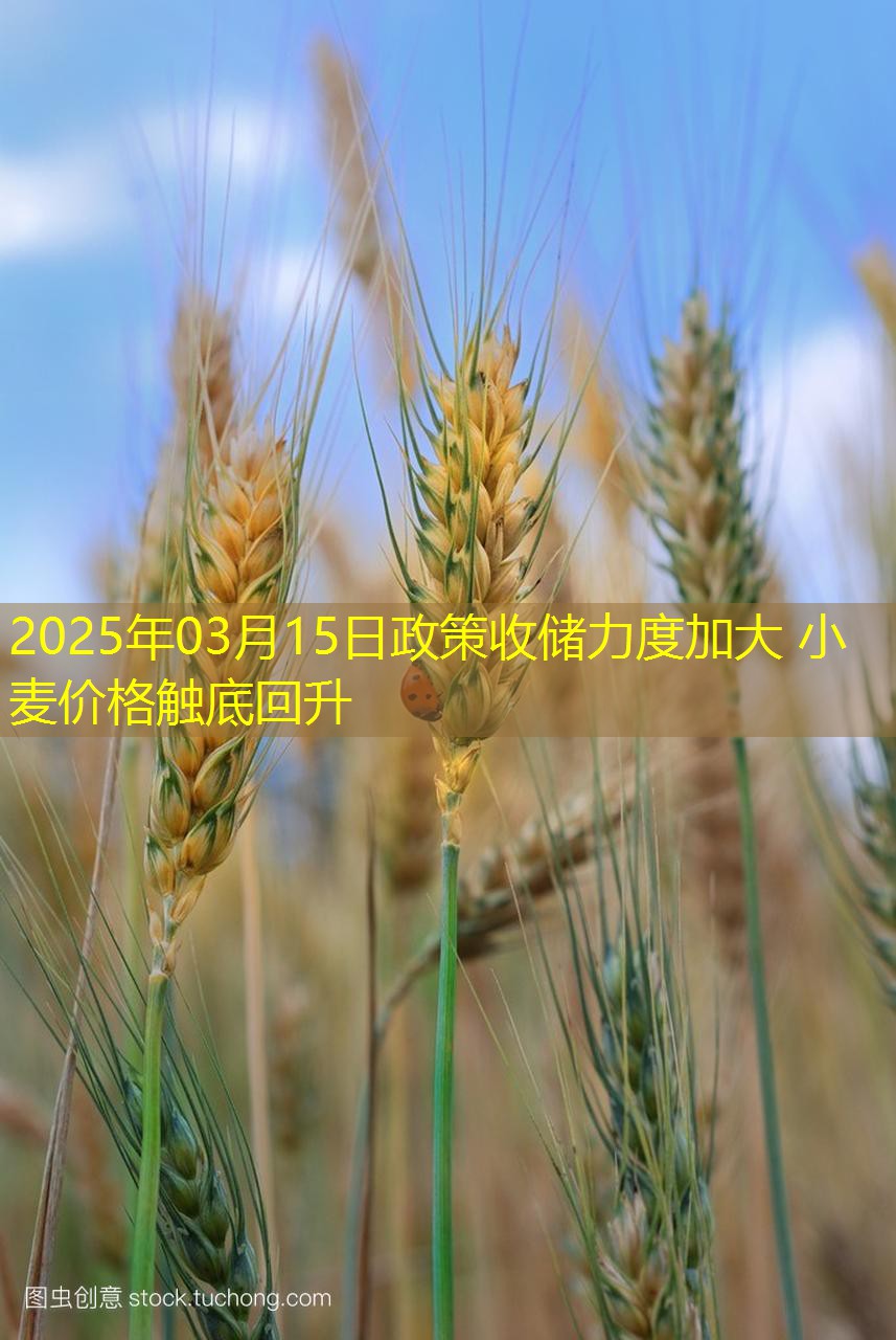 2025年03月15日政策收储力度加大 小麦价格触底回升