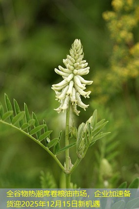 全谷物热潮席卷粮油市场，企业加速备货迎2025年12月15日新机遇