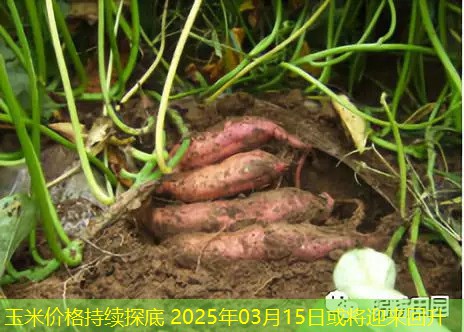 玉米价格持续探底 2025年03月15日或将迎来回升