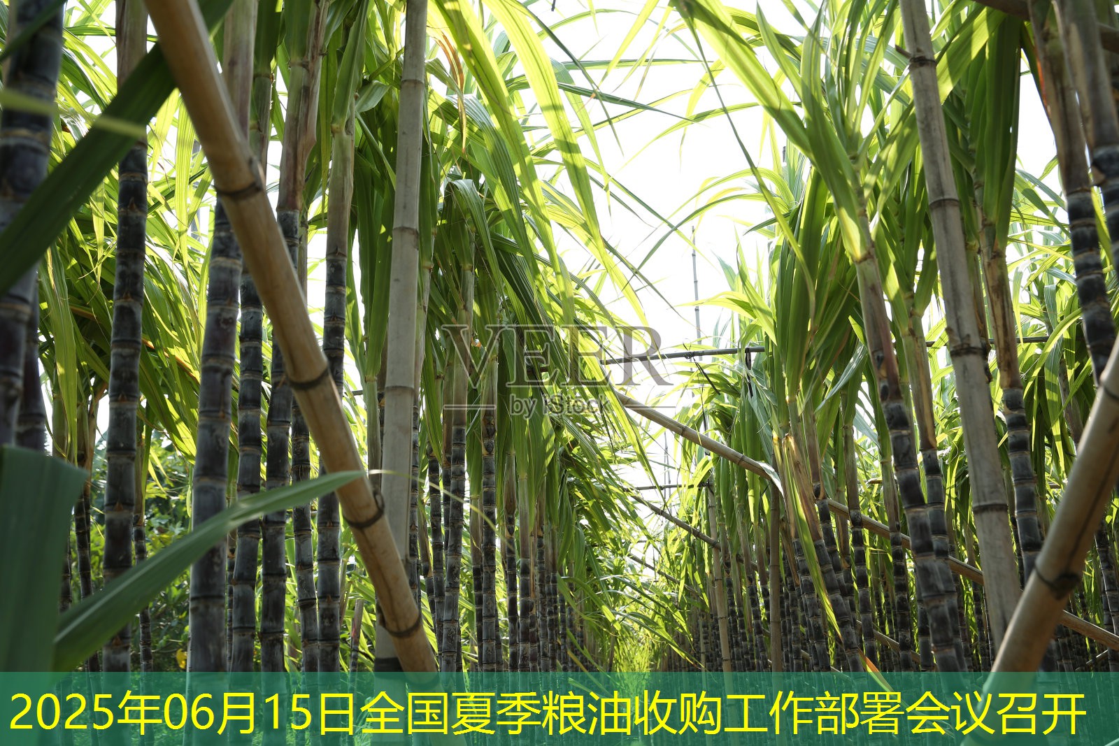 2025年06月15日全国夏季粮油收购工作部署会议召开