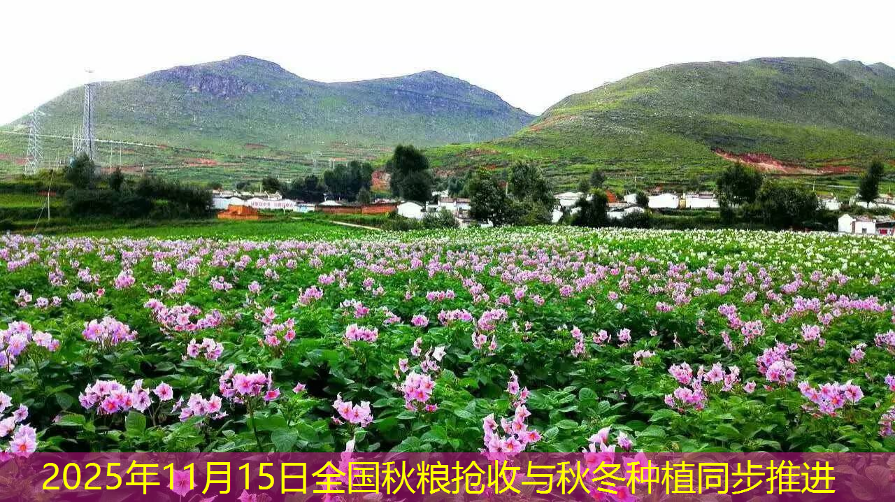 2025年11月15日全国秋粮抢收与秋冬种植同步推进