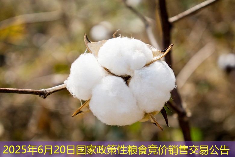 2025年6月20日国家政策性粮食竞价销售交易公告