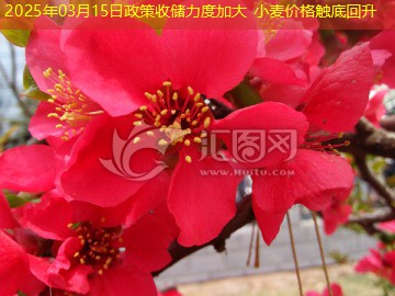 2025年03月15日政策收储力度加大 小麦价格触底回升