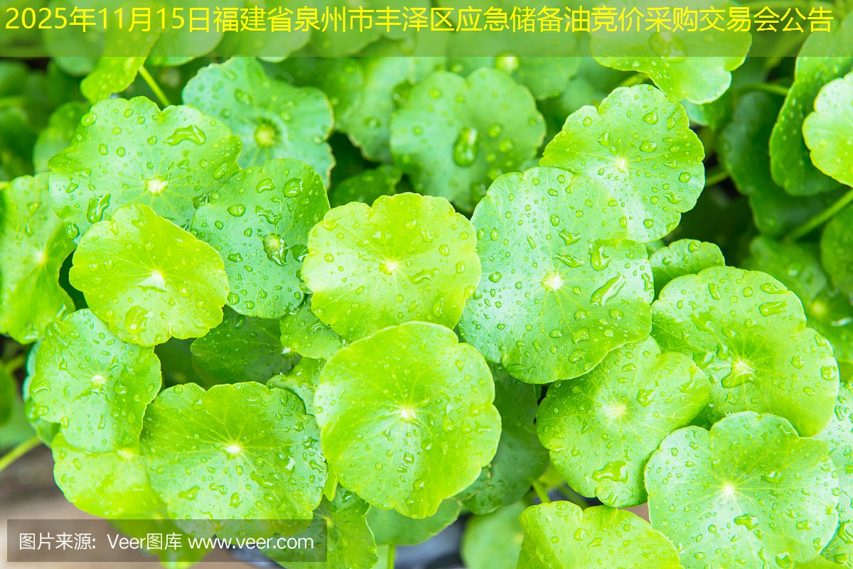 2025年11月15日福建省泉州市丰泽区应急储备油竞价采购交易会公告