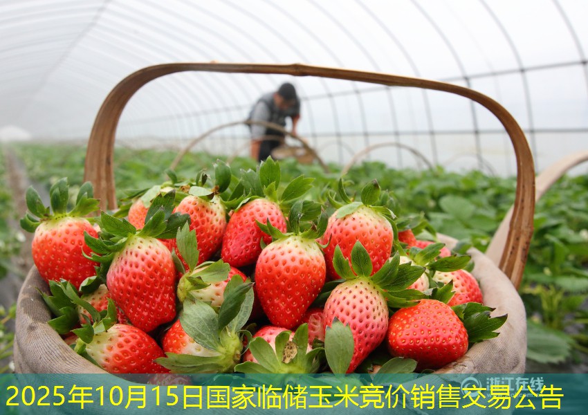 2025年10月15日国家临储玉米竞价销售交易公告