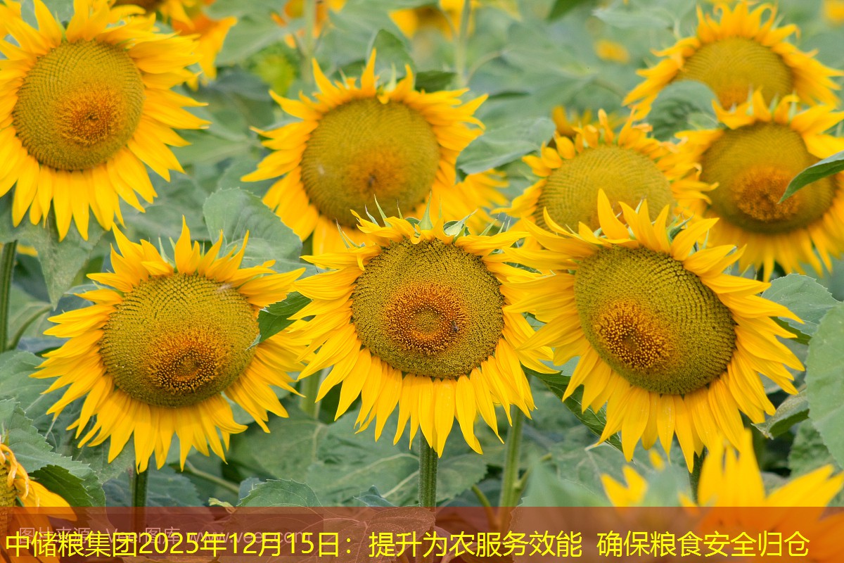 中储粮集团2025年12月15日：提升为农服务效能 确保粮食安全归仓