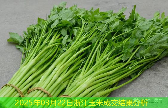 2025年03月22日浙江玉米成交结果分析