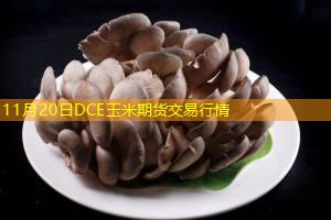 11月20日DCE玉米期货交易行情