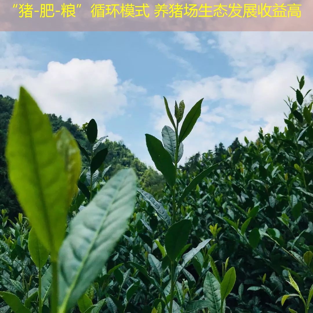 “猪-肥-粮”循环模式 养猪场生态发展收益高