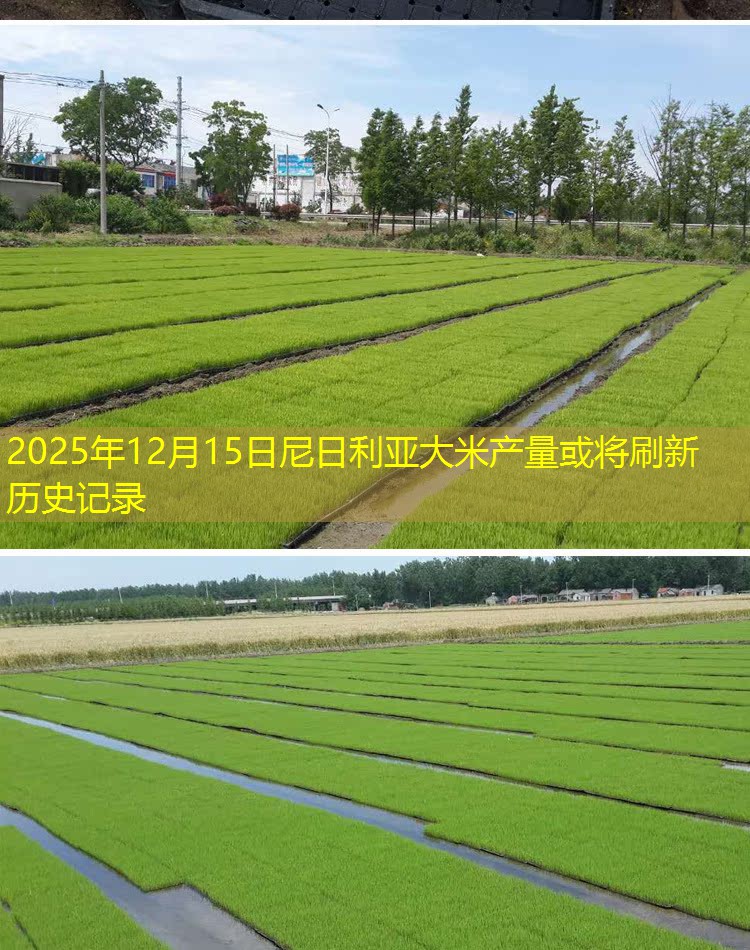 2025年12月15日尼日利亚大米产量或将刷新历史记录