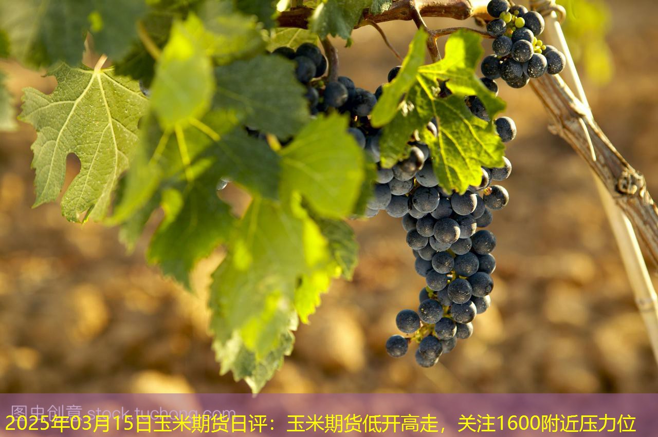 2025年03月15日玉米期货日评：玉米期货低开高走，关注1600附近压力位