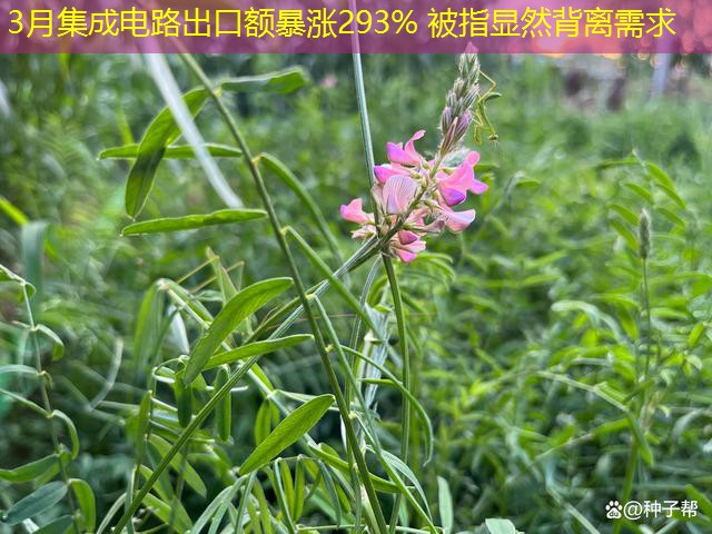 3月集成电路出口额暴涨293% 被指显然背离需求