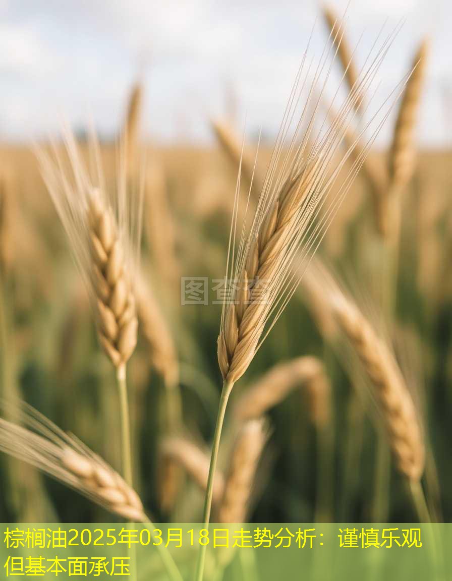 棕榈油2025年03月18日走势分析：谨慎乐观但基本面承压