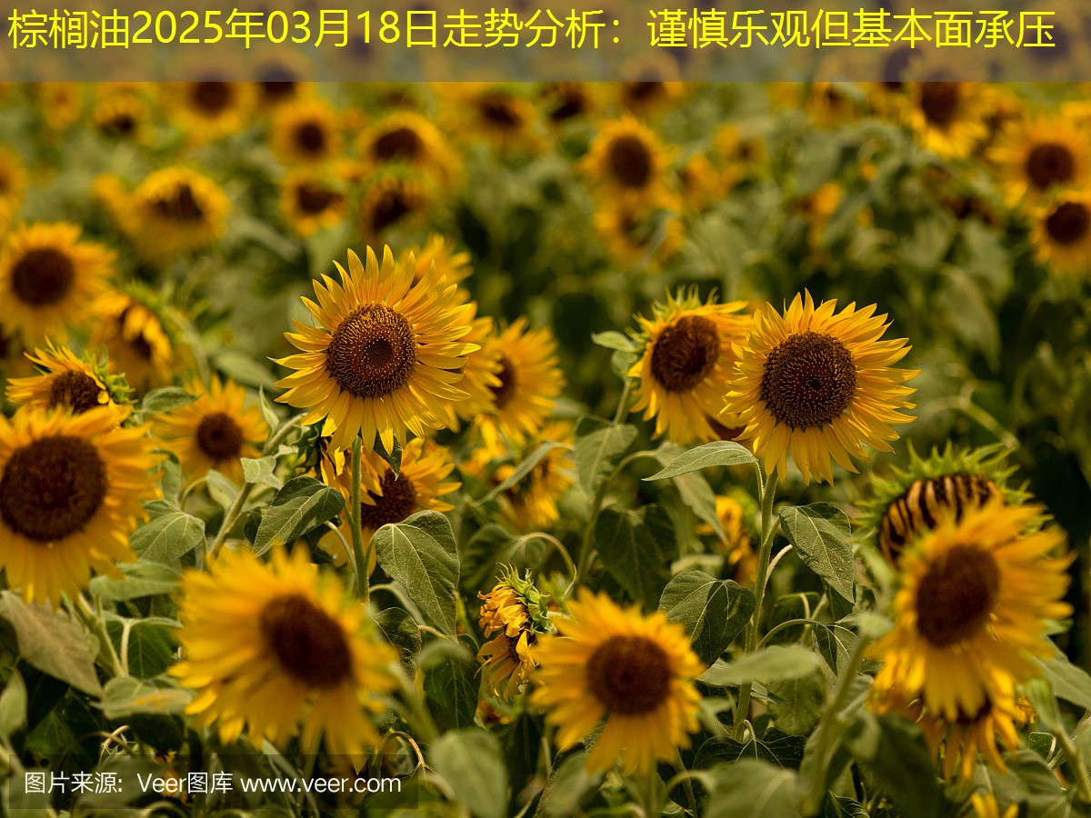 棕榈油2025年03月18日走势分析：谨慎乐观但基本面承压