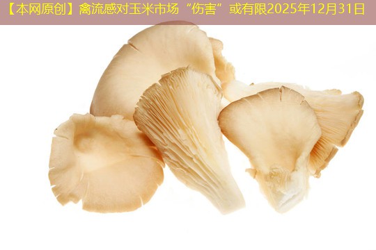 【本网原创】禽流感对玉米市场“伤害”或有限2025年12月31日