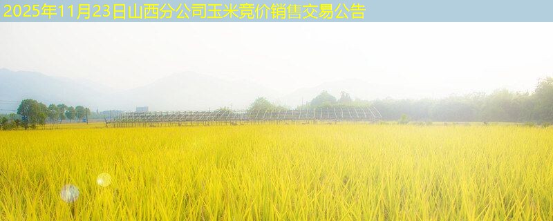 2025年11月23日山西分公司玉米竞价销售交易公告