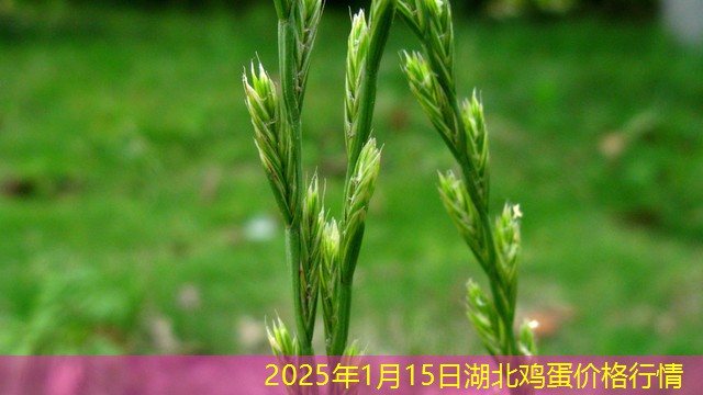 2025年1月15日湖北鸡蛋价格行情