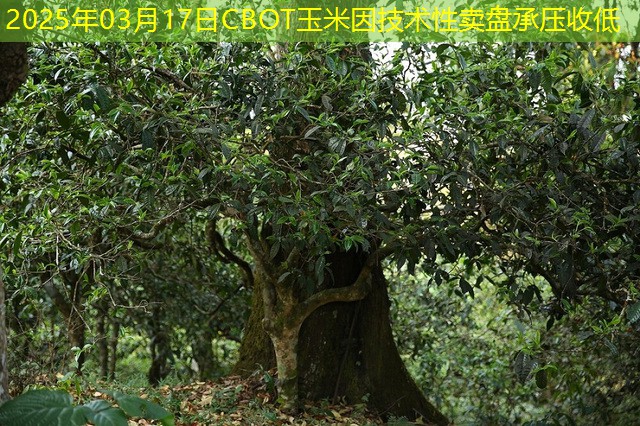 2025年03月17日CBOT玉米因技术性卖盘承压收低