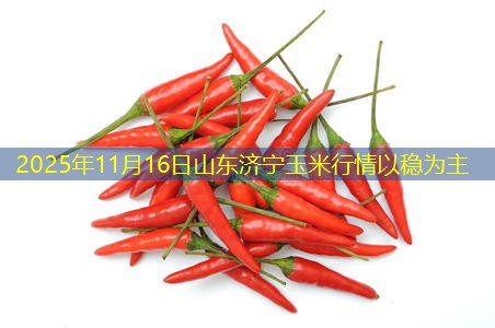 2025年11月16日山东济宁玉米行情以稳为主