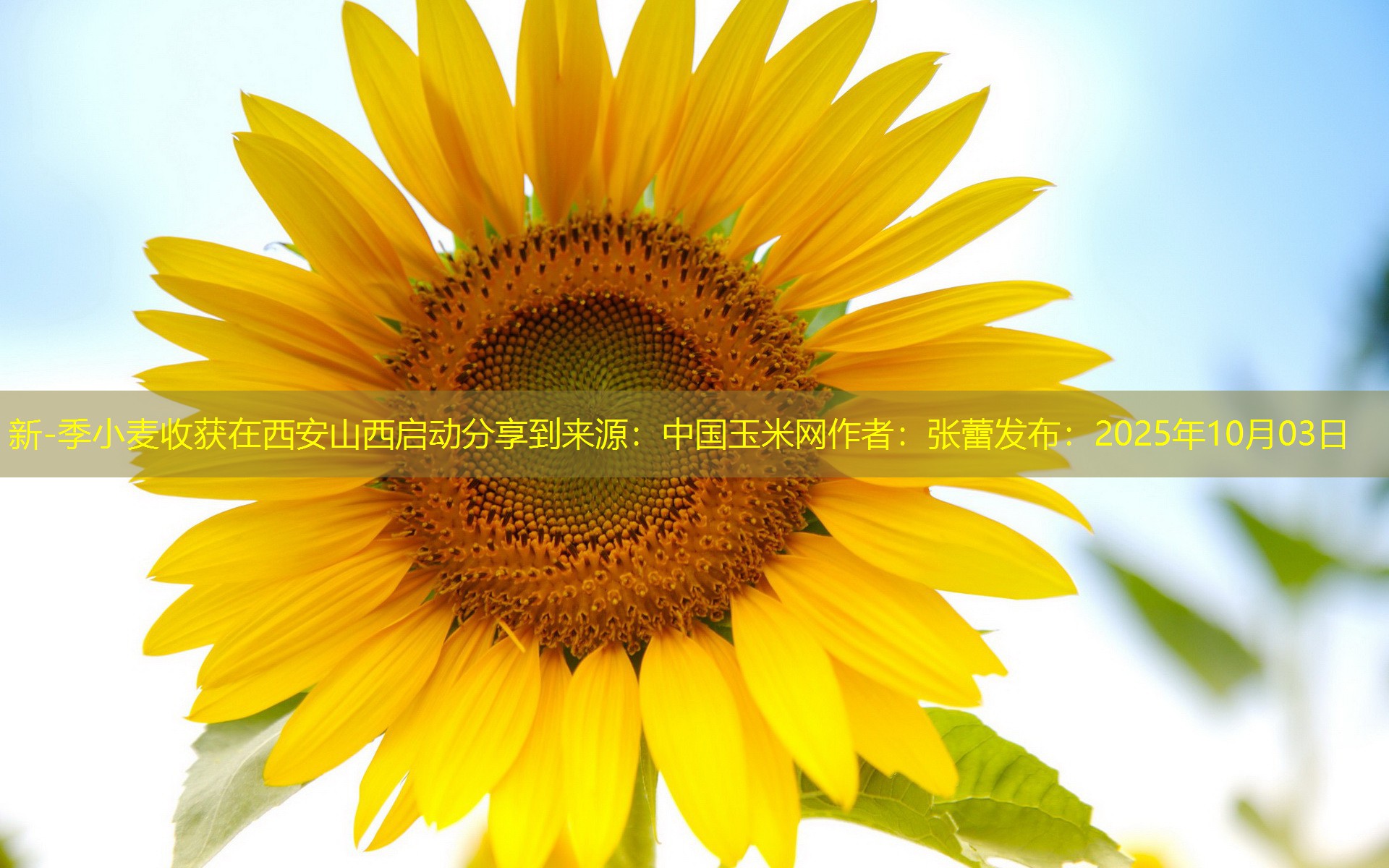 新-季小麦收获在西安山西启动分享到来源：中国玉米网作者：张蕾发布：2025年10月03日