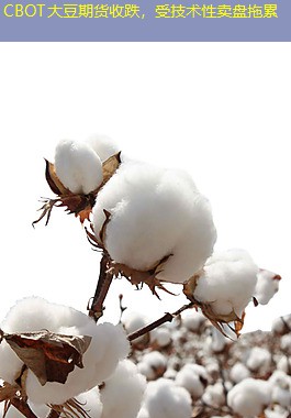 CBOT大豆期货收跌，受技术性卖盘拖累