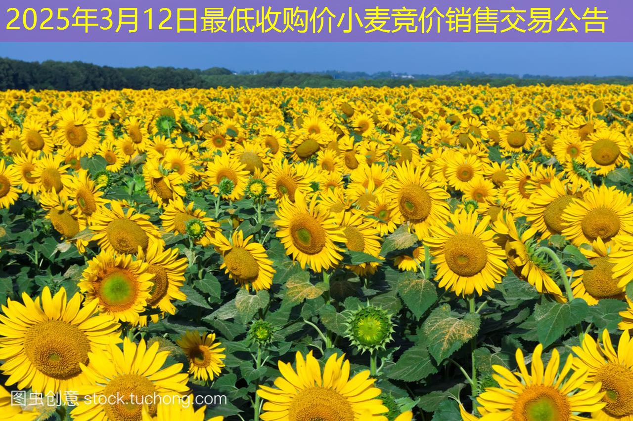 2025年3月12日最低收购价小麦竞价销售交易公告