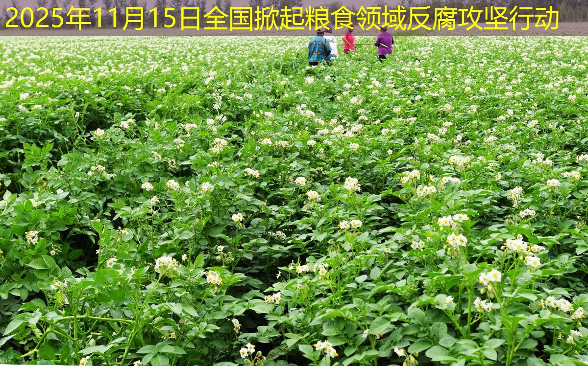 2025年11月15日全国掀起粮食领域反腐攻坚行动