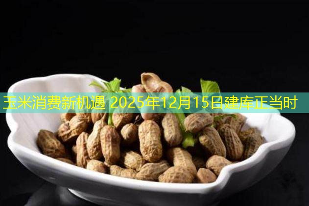 玉米消费新机遇 2025年12月15日建库正当时