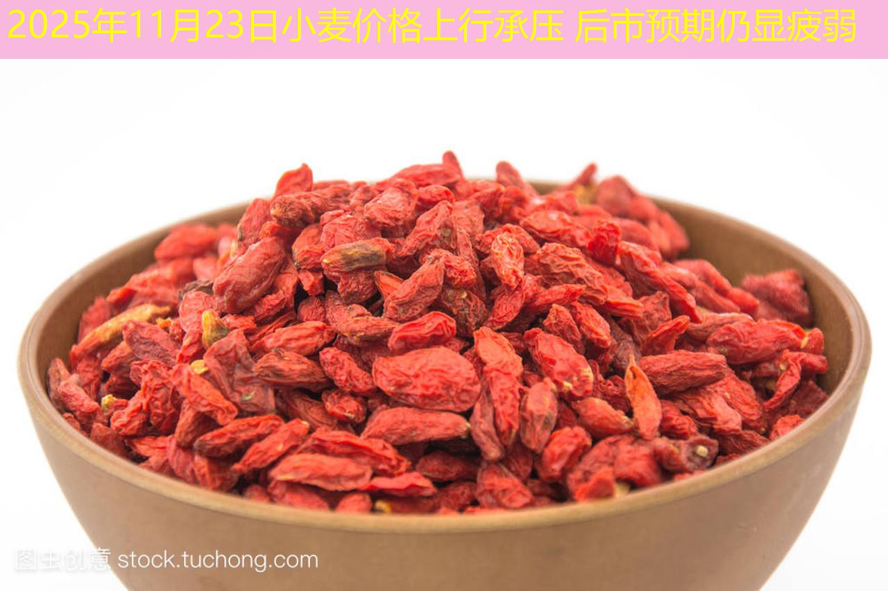 2025年11月23日小麦价格上行承压 后市预期仍显疲弱