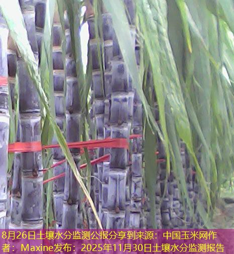 8月26日土壤水分监测公报分享到来源：中国玉米网作者：Maxine发布：2025年11月30日土壤水分监测报告