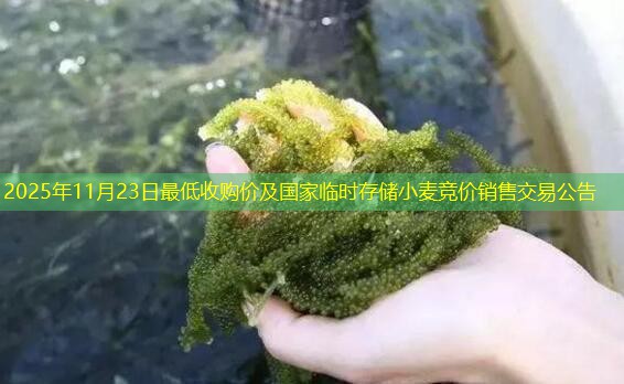 2025年11月23日最低收购价及国家临时存储小麦竞价销售交易公告
