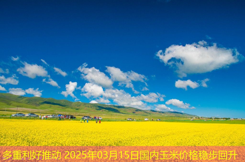 多重利好推动 2025年03月15日国内玉米价格稳步回升