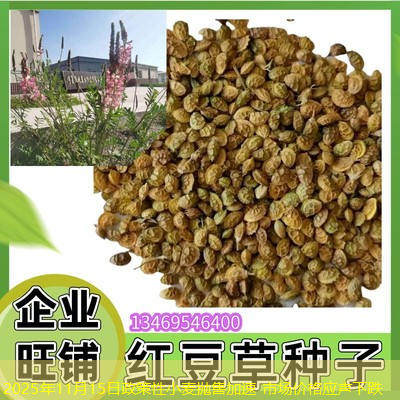 2025年11月15日政策性小麦抛售加速 市场价格应声下跌