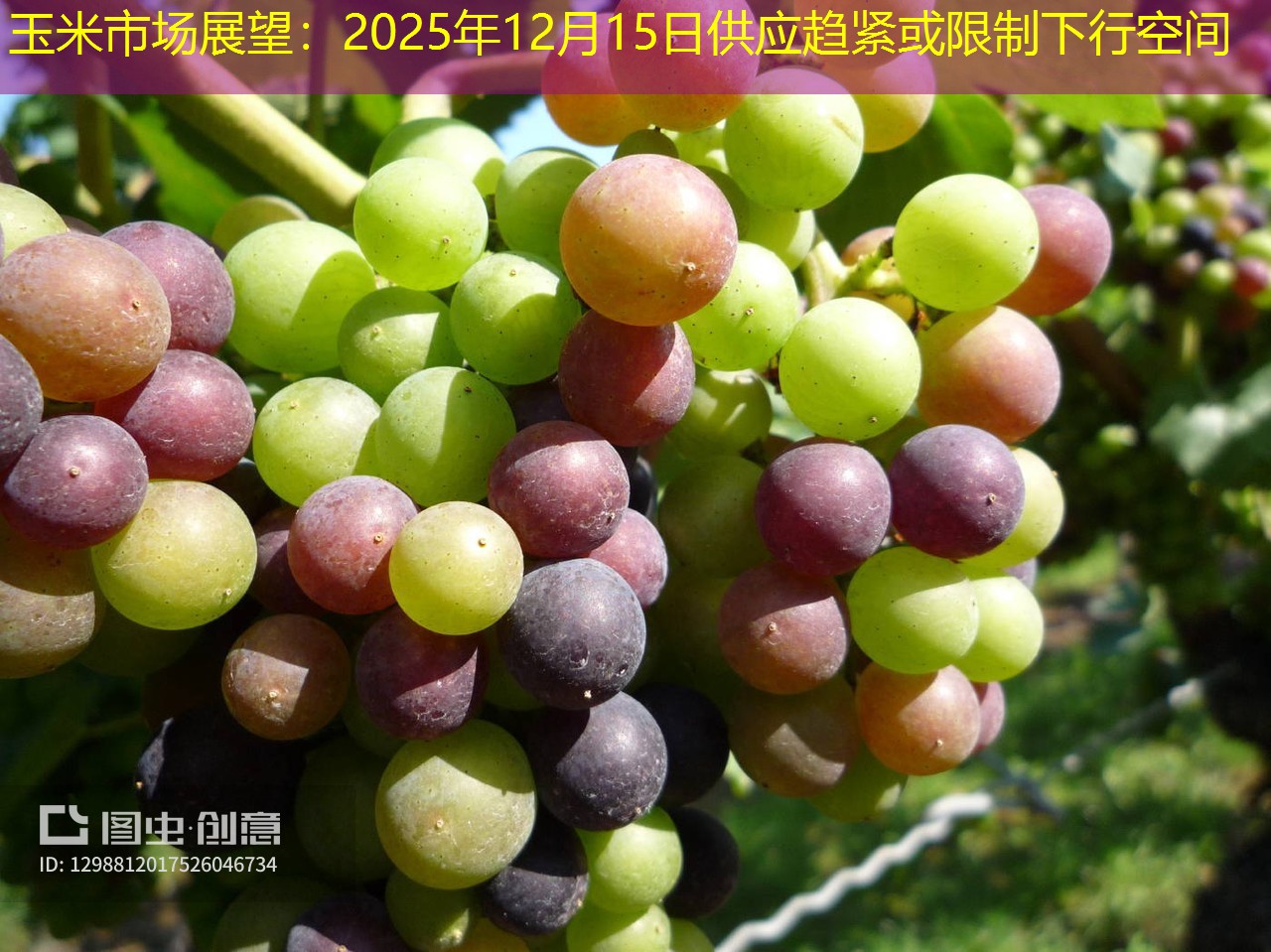 玉米市场展望：2025年12月15日供应趋紧或限制下行空间