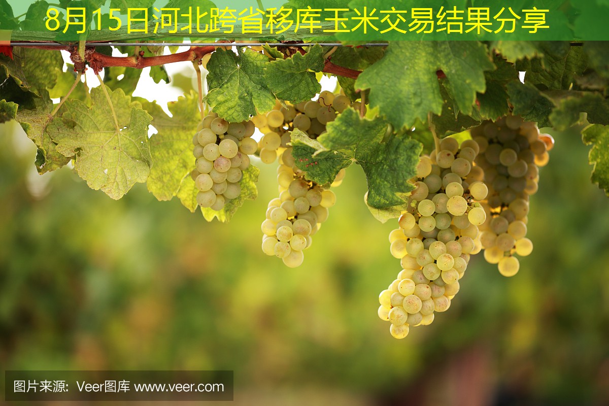 8月15日河北跨省移库玉米交易结果分享