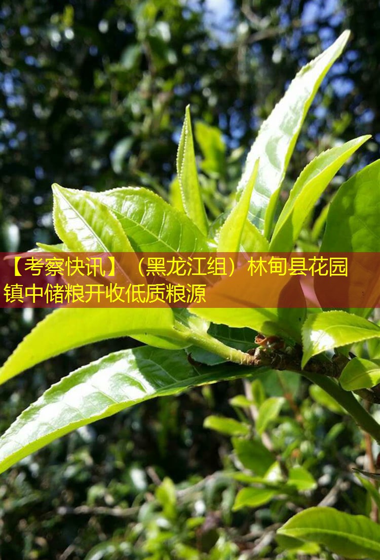 【考察快讯】（黑龙江组）林甸县花园镇中储粮开收低质粮源