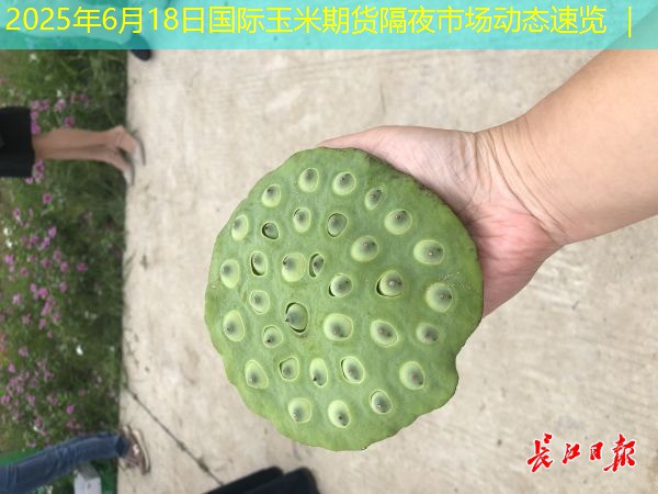 2025年6月18日国际玉米期货隔夜市场动态速览 ｜