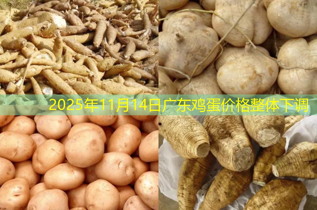 2025年11月14日广东鸡蛋价格整体下调