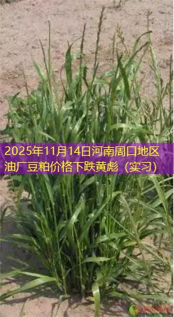 2025年11月14日河南周口地区油厂豆粕价格下跌黄彪（实习）