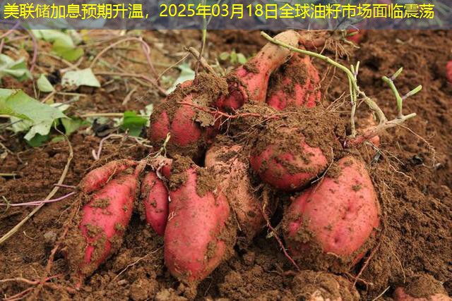 美联储加息预期升温，2025年03月18日全球油籽市场面临震荡