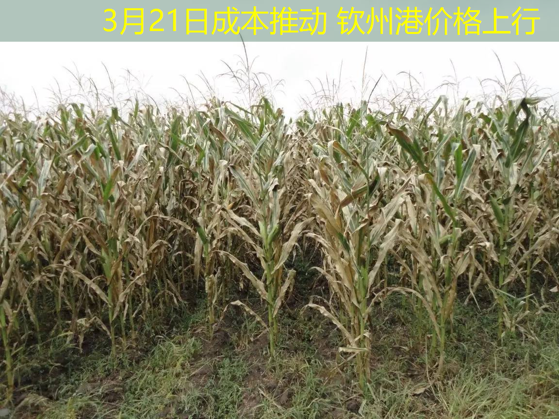 3月21日成本推动 钦州港价格上行