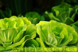 2025年11月23日河南鸡蛋价格小幅回落