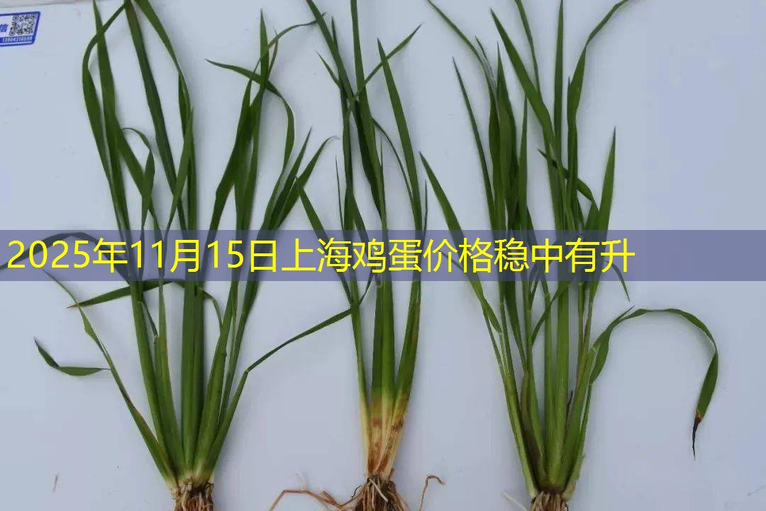 2025年11月15日上海鸡蛋价格稳中有升