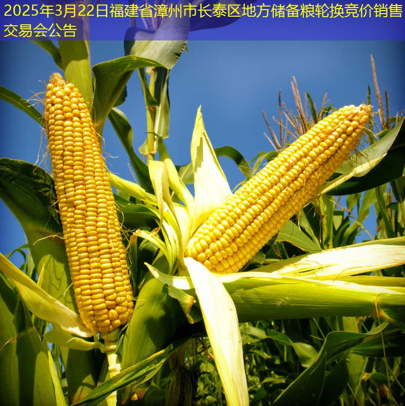 2025年3月22日福建省漳州市长泰区地方储备粮轮换竞价销售交易会公告