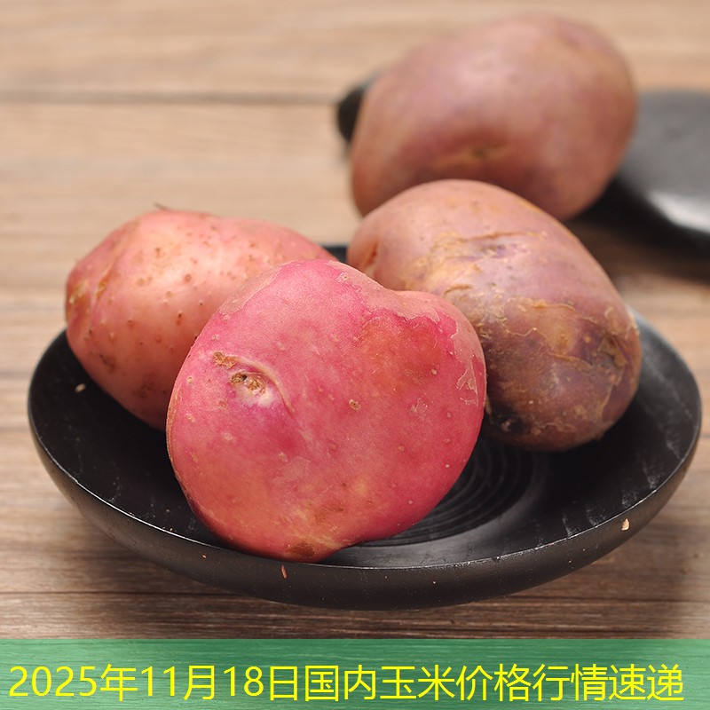 2025年11月18日国内玉米价格行情速递