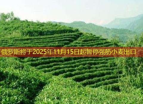 俄罗斯将于2025年11月15日起暂停强筋小麦出口