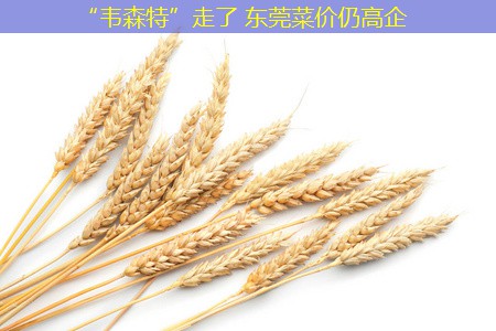 “韦森特”走了 东莞菜价仍高企