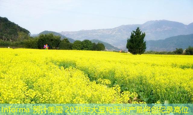 Informa 预计美国 2029年大豆和玉米产量将创纪录高位